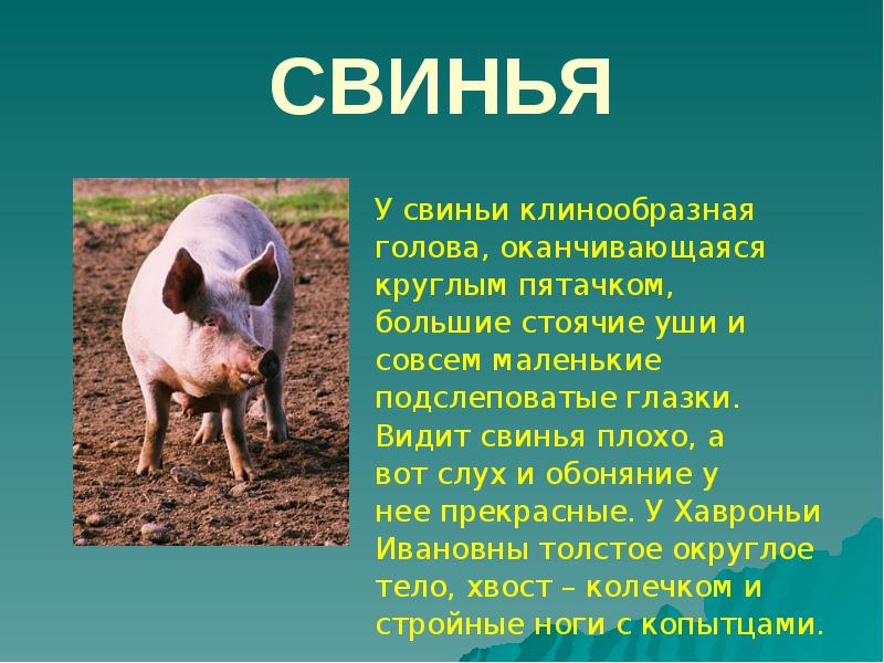 Презентация домашнее животное