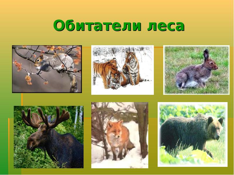 Презентация обитатели леса