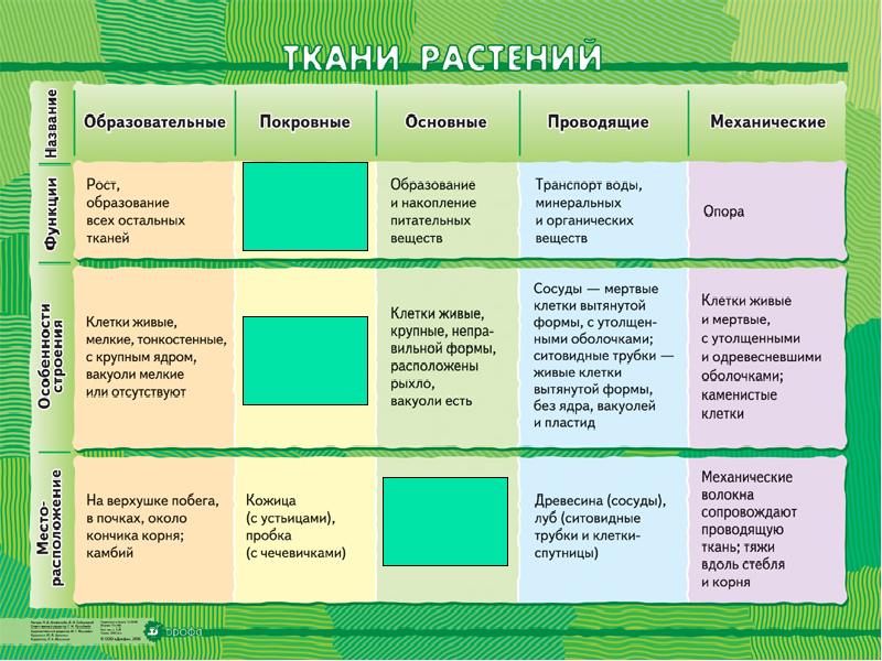 Механические и проводящие ткани растений 5 класс сухорукова презентация