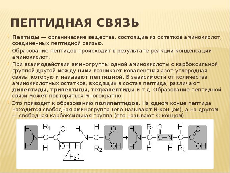 Выберите изображение пептидной связи