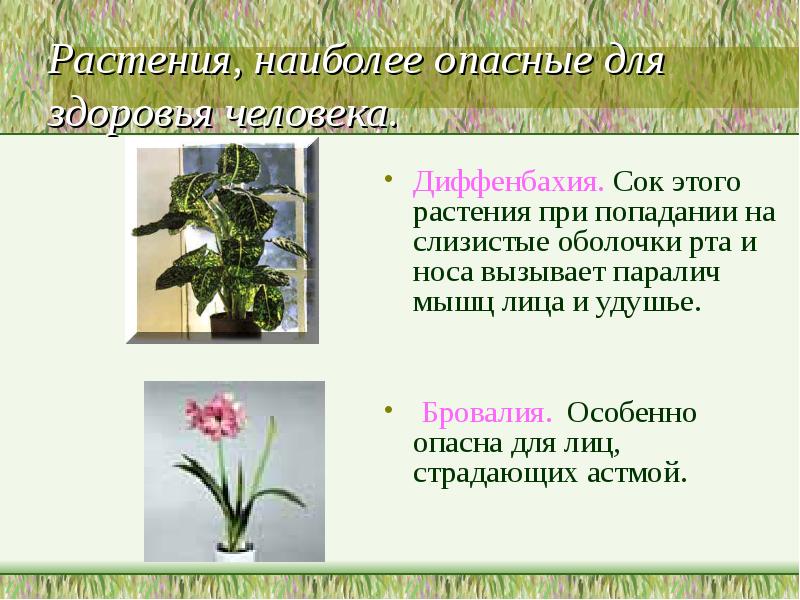 Диффенбахия цветок чем опасен для человека и полезен фото