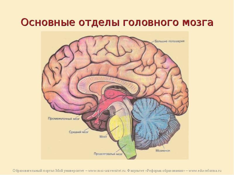 Отделы мозга и их функции рисунок с подписями