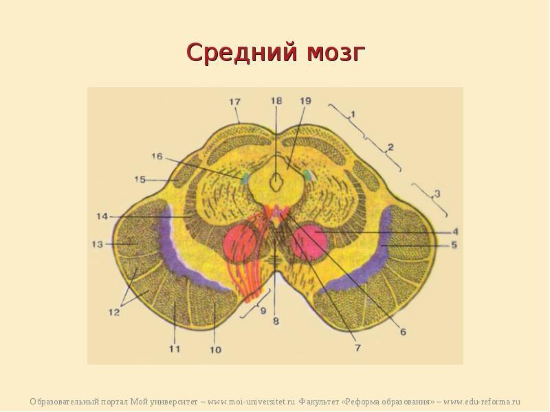 Средний мозг схема