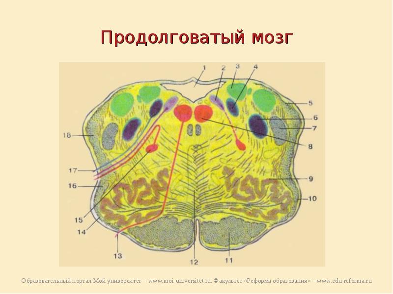 Строение продолговатого мозга на поперечном срезе ядра и проводящие пути схема