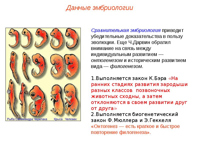 Реферат: Развитие теории эволюции 2