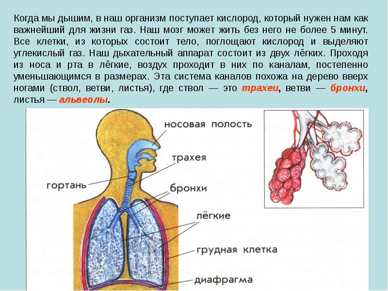 Организм способный жить при отсутствии кислорода. Как кислород поступает в организм. Дыхательная система презентация. Поступление кислродав организм. Чем мы дышим.