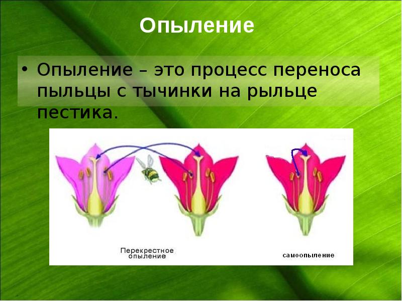 Двойное оплодотворение презентация