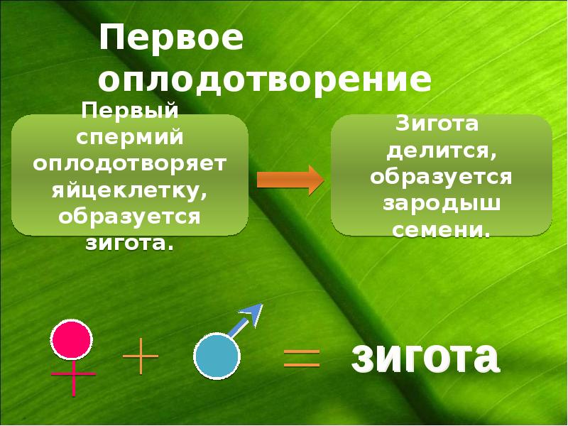 Двойное оплодотворение презентация