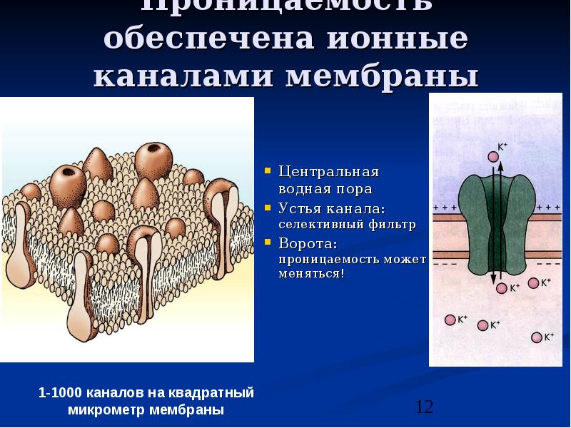 Строение мембраны физиология