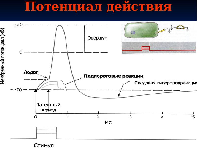 Явления потенциала действия