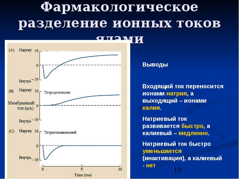 Входящий ток. Мембранный потенциал презентация. Мембранный ток. Нагрев ионный ток. На основе данных об изменение мембранного потенциала сделать вывод.