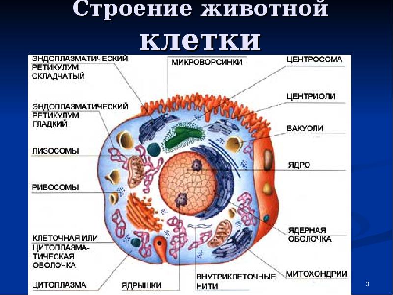 Структура животной клетки