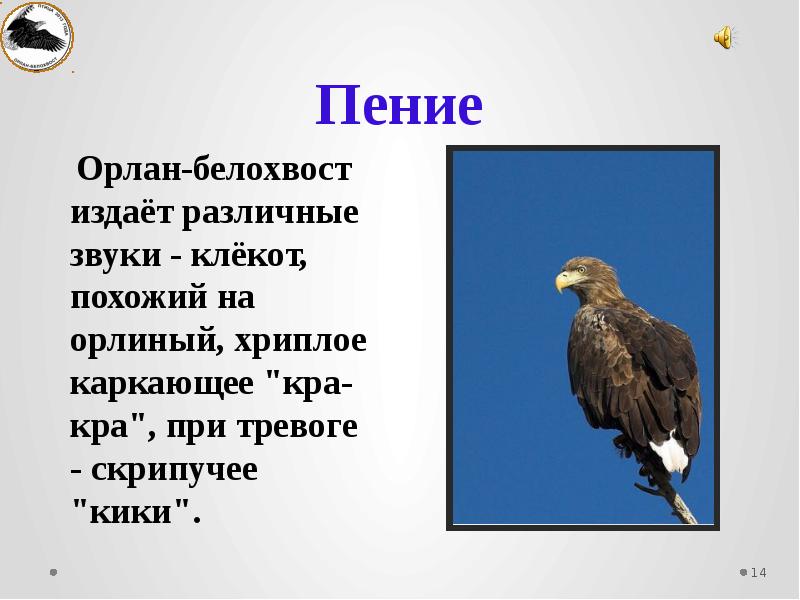 Орлан занесен в красную книгу. Орлан белохвост и Орел. Белохвостый Орлан красная книга. Птица года Орлан-белохвост. Орлан-белохвост описание красная книга Кировской области.