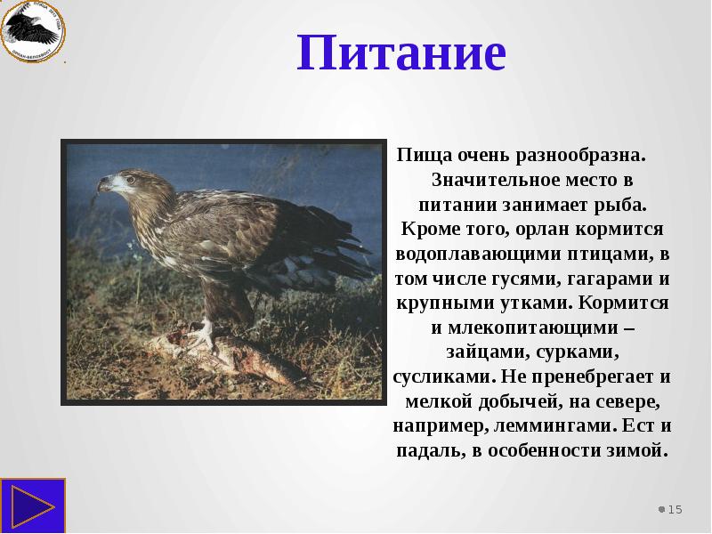 Проект орлан читать полностью онлайн