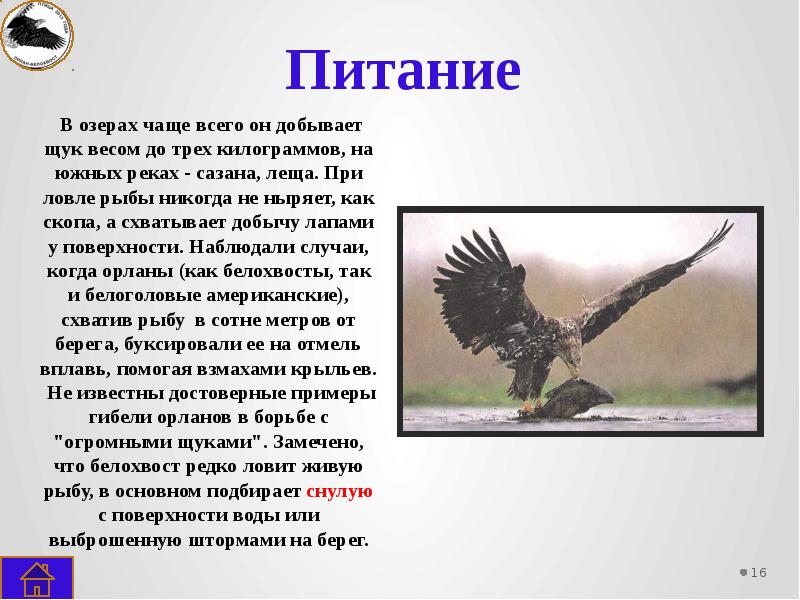 Орел 4 класс. Орлан белохвост презентация. Орлан презентация. Орлан доклад. Орлан белохвост доклад.