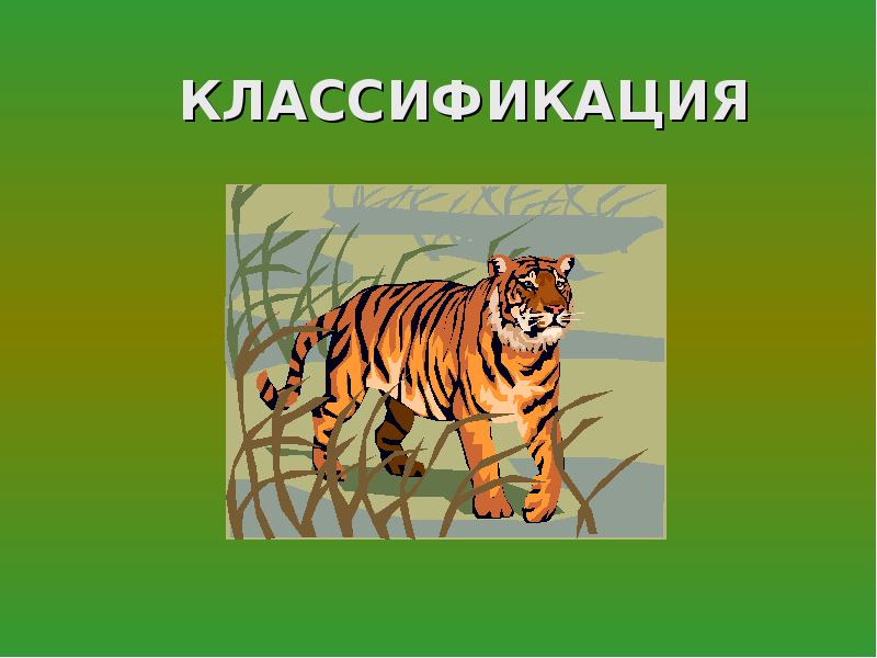 Биология животные 5 класс презентация. Биология проект о животных. Портфолио на тему биология животные. 5 -10 Слайдов по биологии животные. Материалы по биологии про животных.