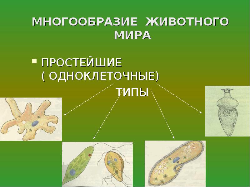 Презентация одноклеточные и одноклеточные животные