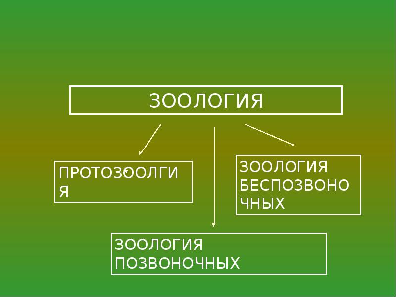 Презентация зоология беспозвоночных