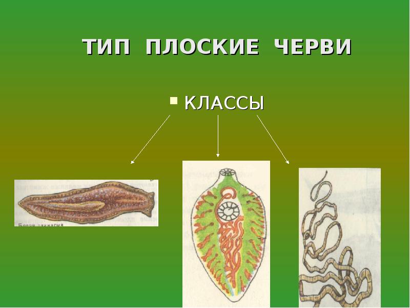 К группе плоских червей относится. Плоские черви биология 7. Плоские черви 7 класс биология. Тип плоские черви 7 класс биология. Представители типа плоские черви 7 класс биология.