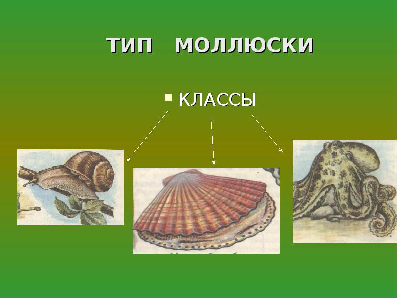 Различие моллюсков