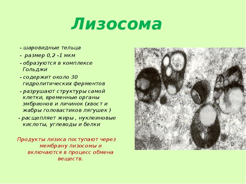 Лизосомы белок. Размеры лизосом. Лизосомы в растительных клетках и животных. Лизосомы в растительных клетках. Лизосомы в растительной и животной клетки.