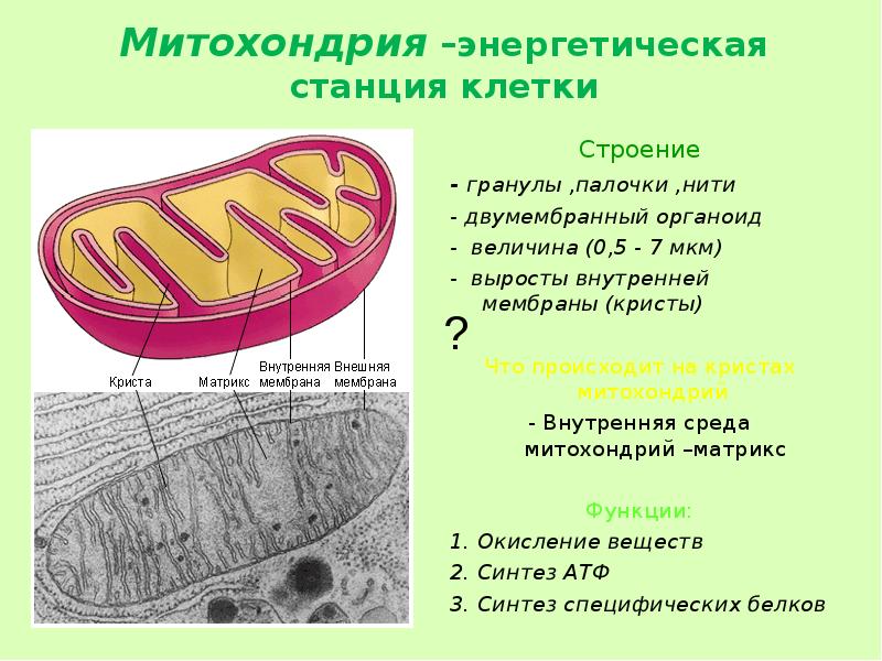 Органоиды митохондрии строение. Митохондрия двумембранный органоид. Ядро митохондрии пластиды. Митохондрии строение органоида. Митохондрии строение и функции рисунок.