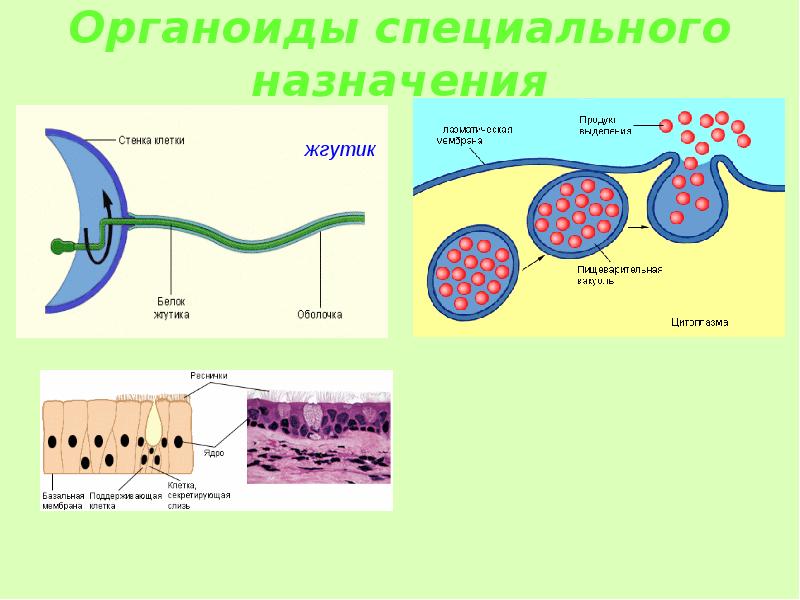 Какие органоиды изображены на рисунках а и б