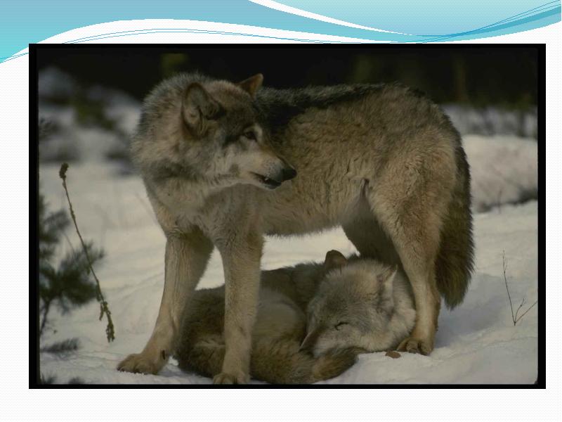 Дикая жизнь волков. Волк ищет волчицу. Волки Однолюбы. Статусы про волка и волчицу. Волк и Волчонок статус.
