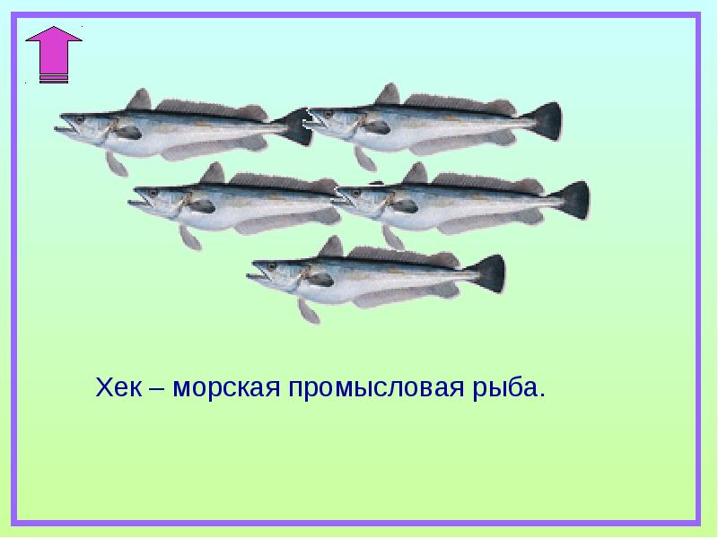 Промысловая рыба 6 букв. Морская Промысловая рыба. Название промысловых рыб. Виды морской промысловой рыбы. Длинная Промысловая рыба.