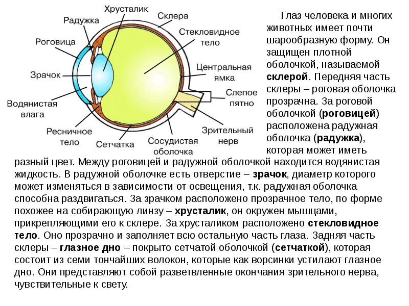 К оптической системе глаза относятся роговица хрусталик. Строение глаза склера роговица. Роговица строение и функции. Роговица и склера анатомия. Строение роговицы оболочки глаза.
