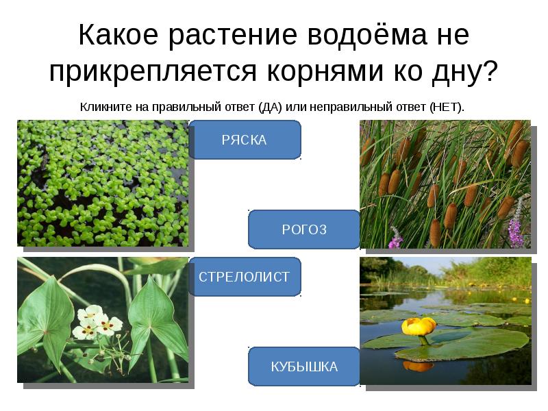 Растения в пруду названия с картинками