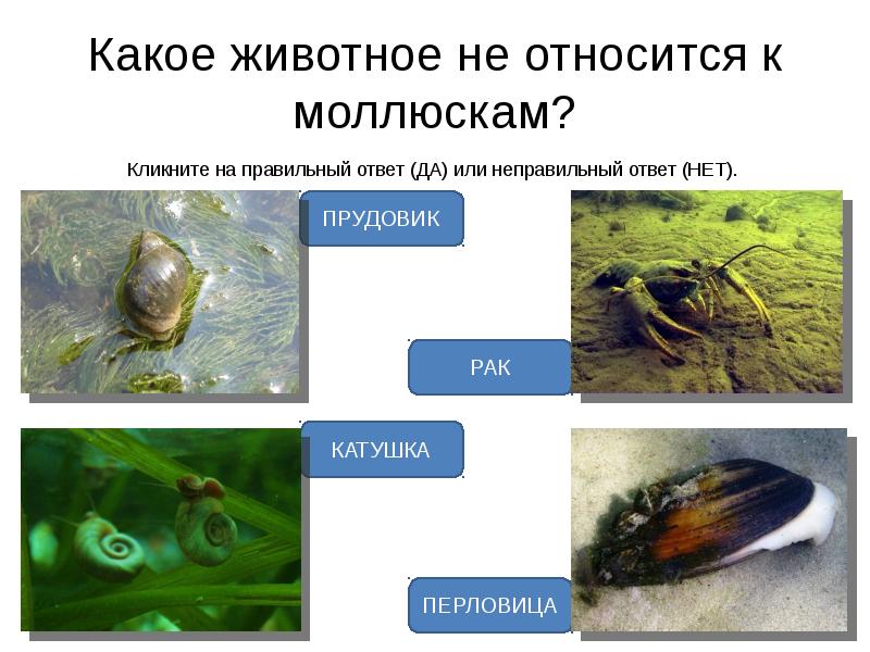 Три примера животных моллюски. Прудовик и перловица. Животные водоема моллюски. Что относится к моллюскам. Какие животные относятся к моллюскам.