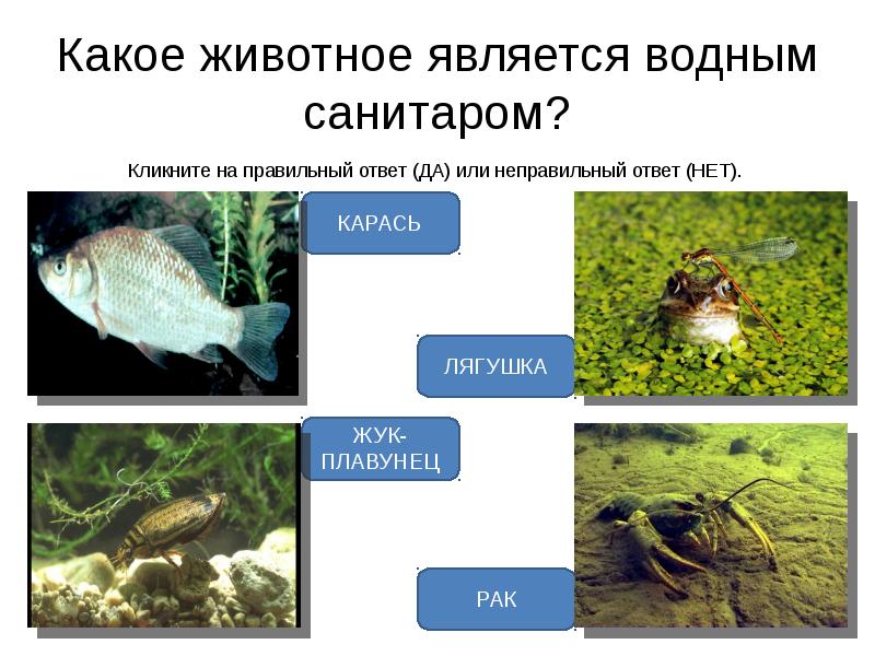 Жизнь в пресных водах тест 4. Животные санитары водоемов. Санитары водоемов 4 класс. Санитары водоема являются. Хищные животные пресных водоемов.