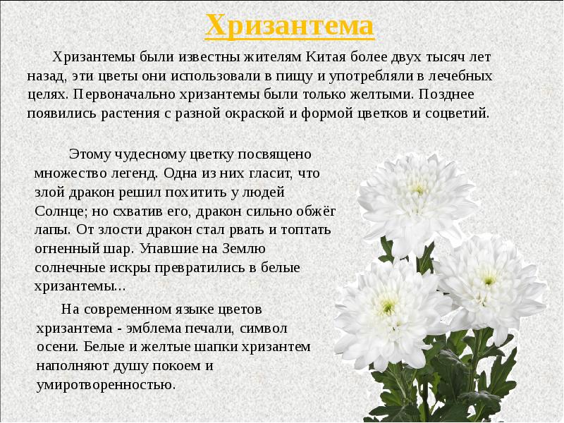 Изложение хризантема 8. Хризантемы на языке цветов означает. Описание цветка. Хризантемы описание цветка.