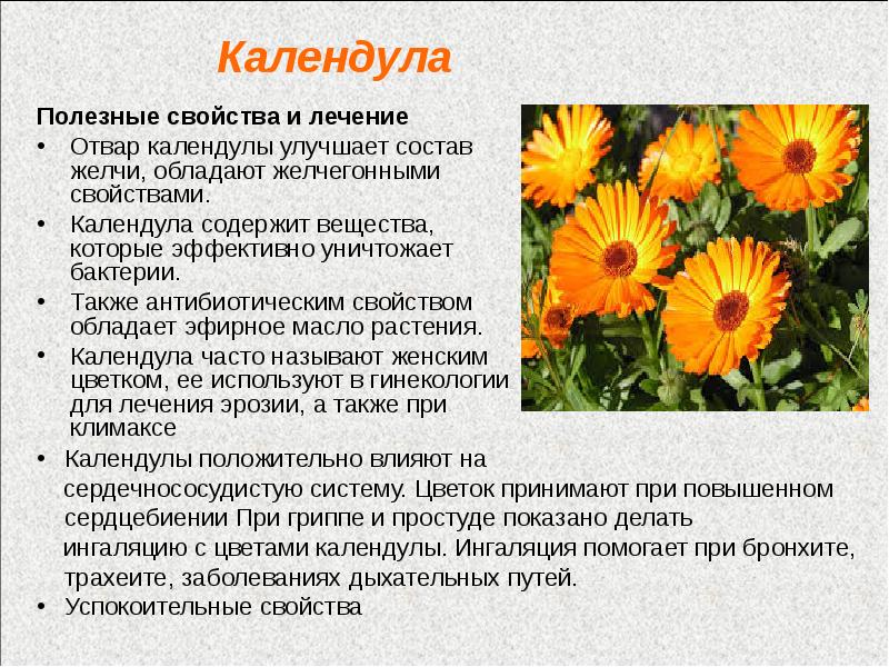 Цветки календулы для чего. Calendula officinalis препараты. Цветок лечебной календулы. Лечебное растение календула. Характеристика календулы лекарственной.