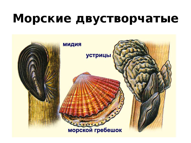 Строение двухстворчатых. Беззубка, перловица, мидии, устрицы, гребешки.. Двустворчатые моллюски гребешок. Двустворчатые моллюски мидии. Мидия гребешок беззубка.