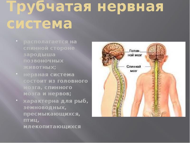 Представители трубчатой нервной системы. Трубчатая нервная система. Нервная система человека и животных.