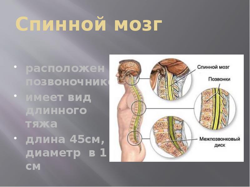 У рыб спинной мозг располагается относительно позвоночника