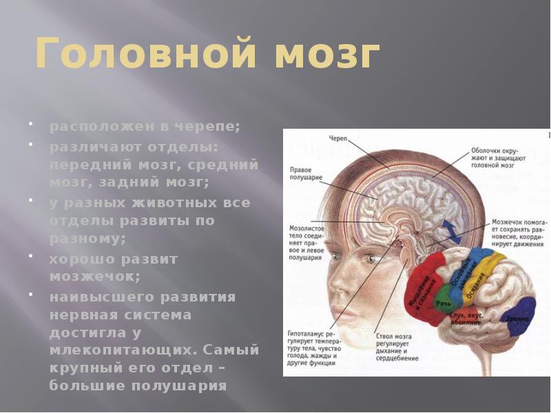 Наиболее развитые отделы головного мозга у млекопитающих. Расположение мозга в черепной коробке. Головной мозг расположен в черепе.