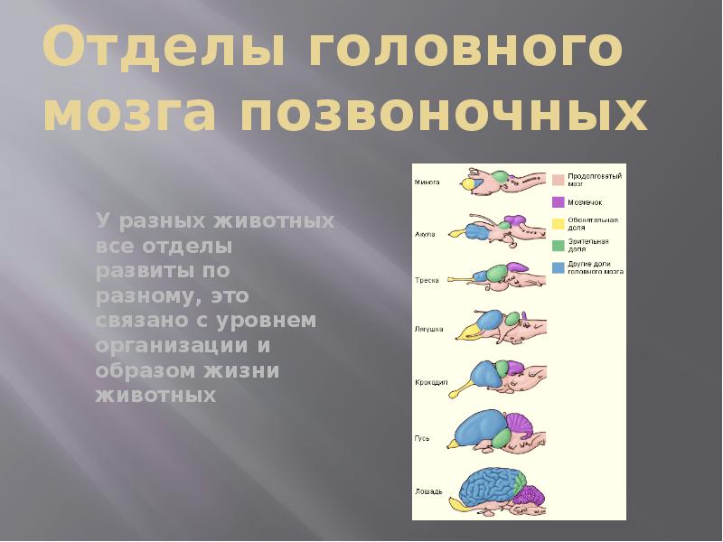 Рассмотрите рисунок на стр 118 чем отличается мозг различных позвоночных животных с чем это связано