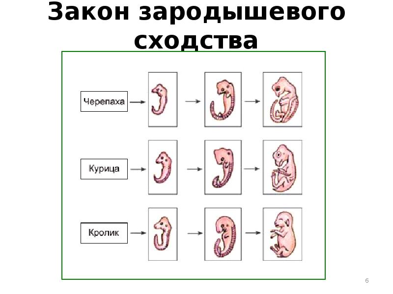 Бэр сформулировал закон зародышевого сходства:. Биогенетический закон зародышевого сходства. Закон зародышевого сходства геккеля мюллера. Бэр сформулировал закон зародышевого сходства:. Биогенетический закон геккеля мюллера.