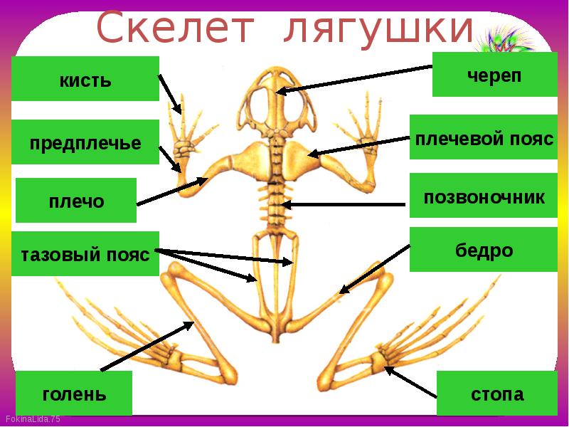 7 класс презентация внутреннее строение земноводных