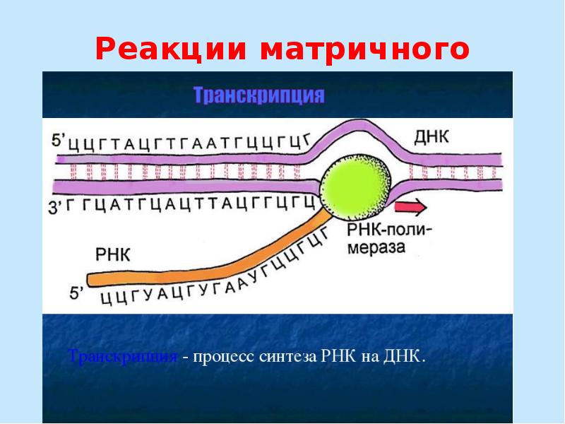 Презентация транскрипция биология