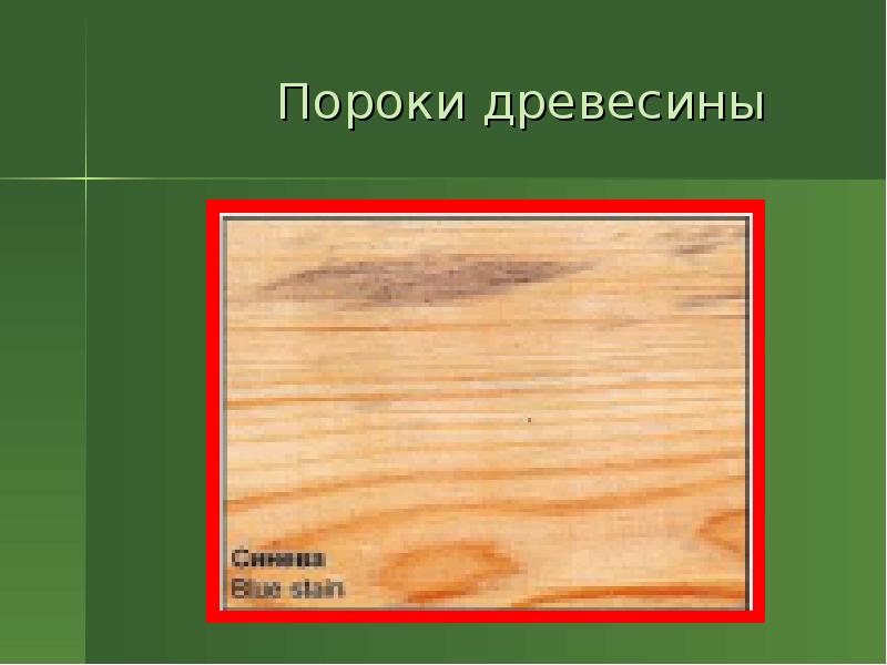 Закон древесина. Дерево дефектов. Пороки древесины химические окраски. Дерево продубина порок древесины. Химические окраски древесины.