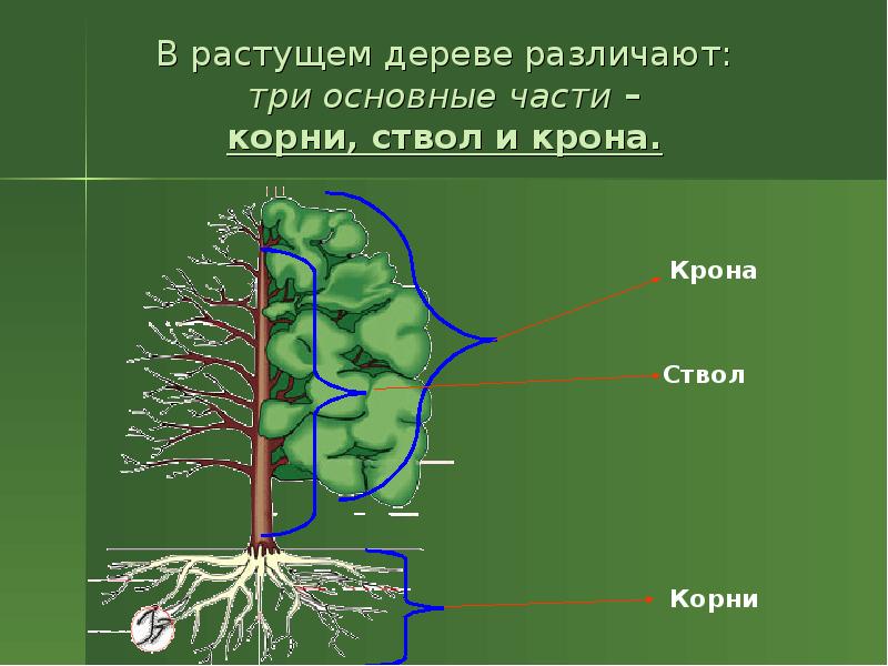 Презентация обработка древесины