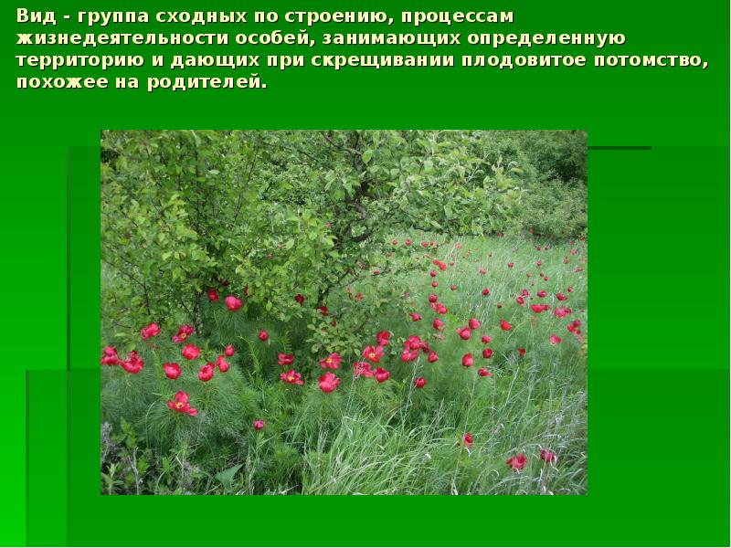 Рассмотри представленные на рисунке признаки растений определи на каком рисунке изображен признак