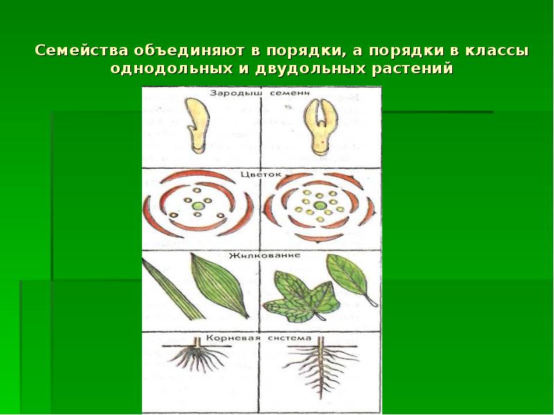 Тесты по биологии по семействам. Семейства растений объединяются в. Деление растений. Деление покрытосеменных растений на классы и семейства 6 класс. Роды двудольных растений.