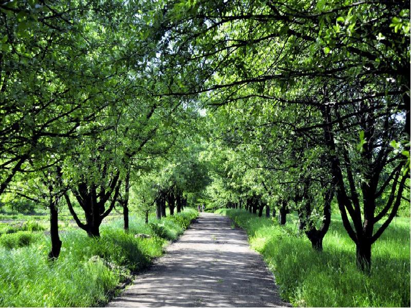 Ботанический сад донецк фото