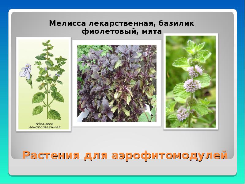 Мелисса и котовник различия фото и описание