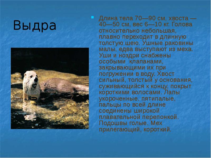 Животные красной книги кемеровской области фото и описание